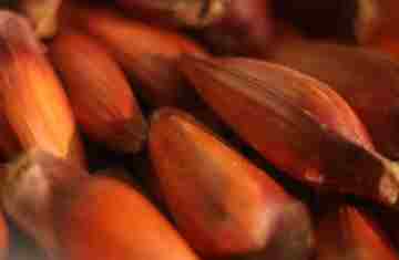  IAT reforça mudança na temporada do pinhão: venda começa em 15 de abril 